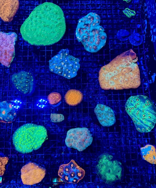 IMG_9633 Medium.jpeg