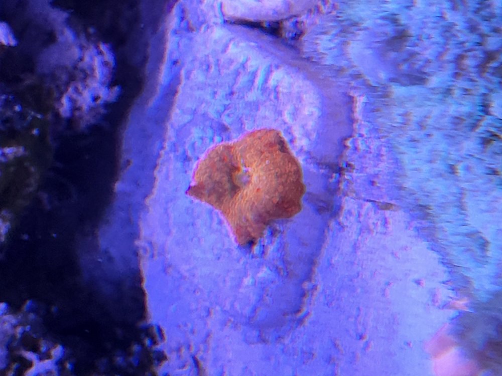 jawbreaker.jpg jawbreaker.jpg