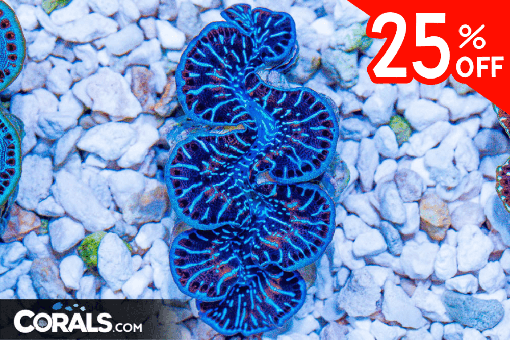 Untitled design(22) 4.03.10 PM.png