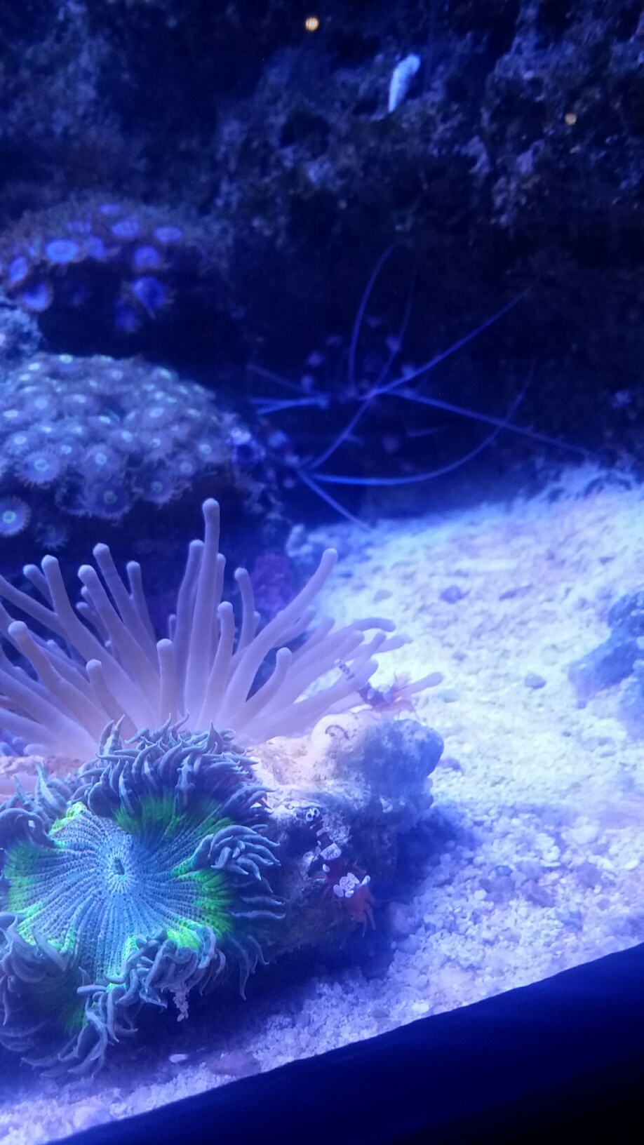 sshrimp.jpg sshrimp.jpg