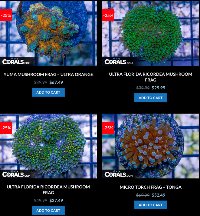 Screen Shot 2023-01-24 at 9.03.34 AM.png