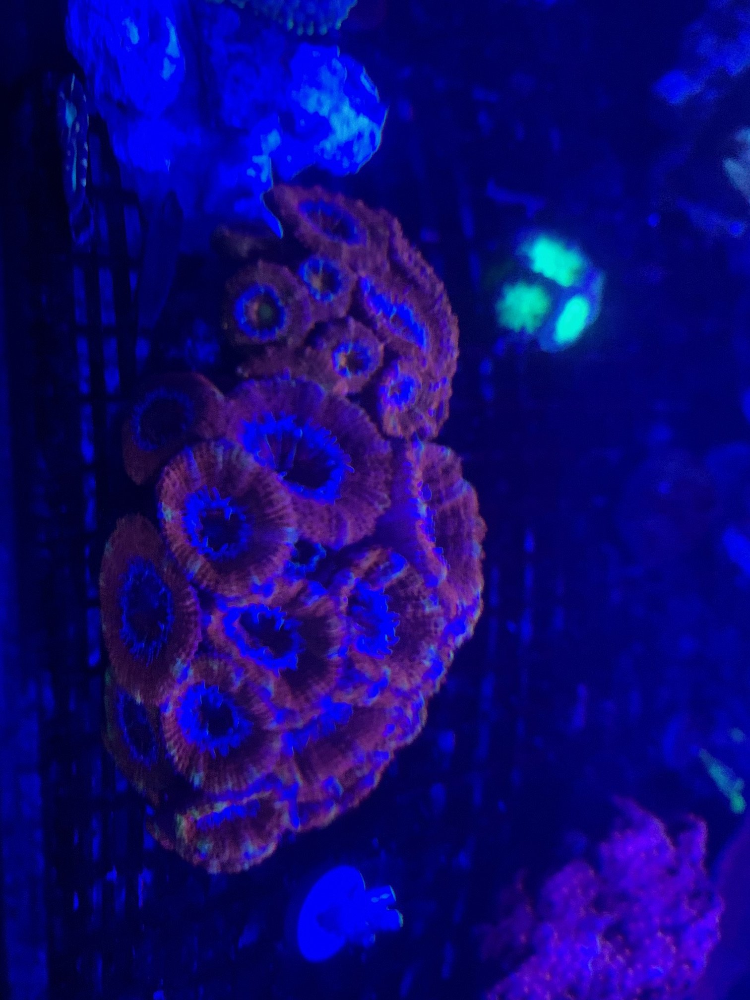 Acan3.jpg