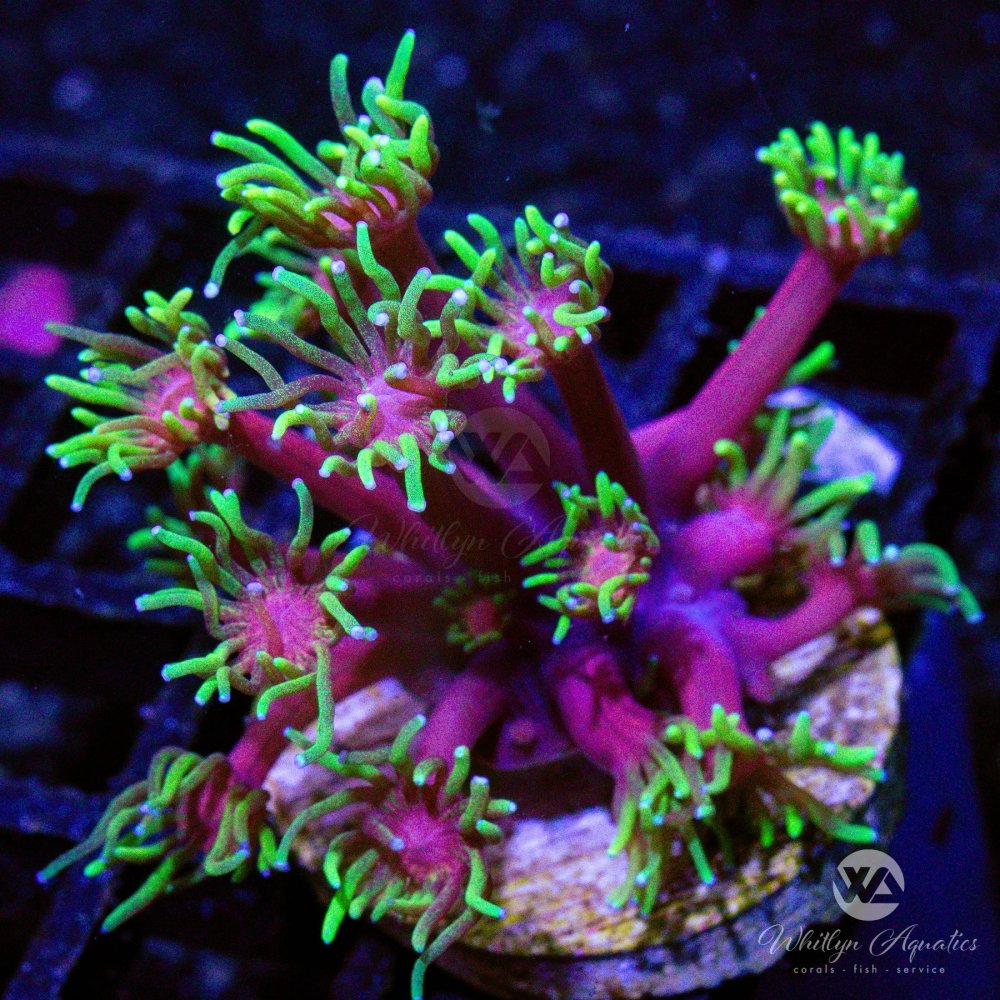 CoralAuction45_8a334b10-f7cf-4e14-8862-da7286a8b25b.jpg CoralAuction45_8a334b10-f7cf-4e14-8862-da7286a8b25b.jpg