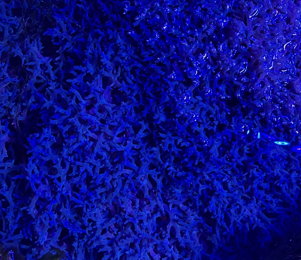 BlueH.png