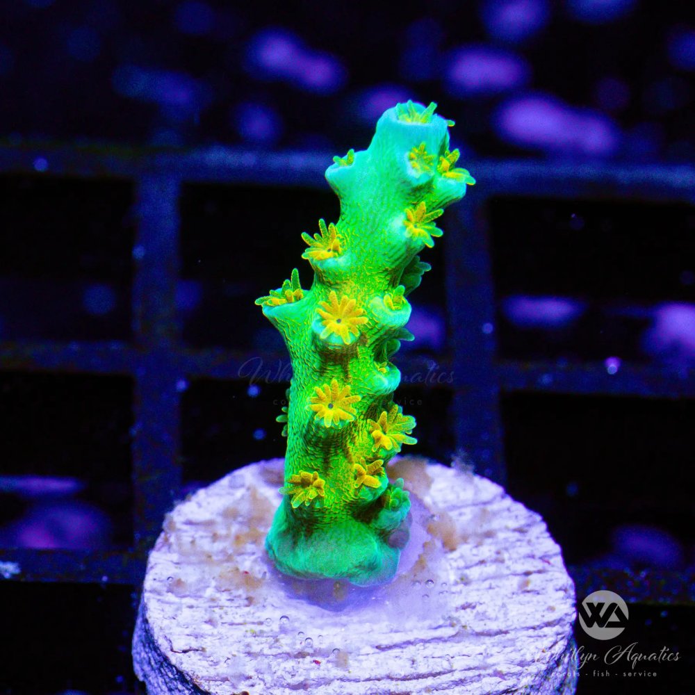 CoralAuction44_b583e342-1760-4f75-82cf-81daac2c8f88.jpg CoralAuction44_b583e342-1760-4f75-82cf-81daac2c8f88.jpg