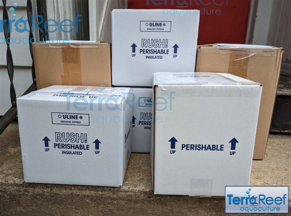 PXL_20220524_212631636-Boxes-of-coral.jpg PXL_20220524_212631636-Boxes-of-coral.jpg