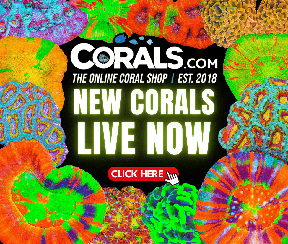 new coral(11).png