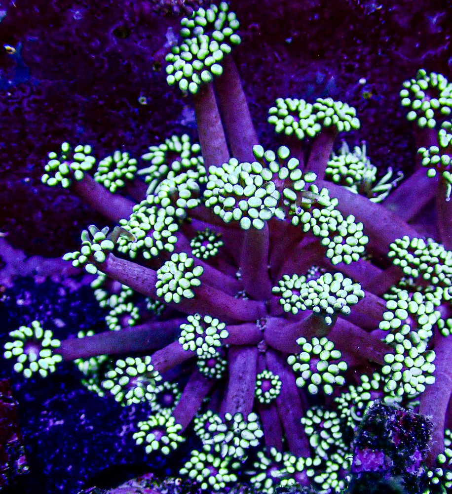 UC Glowbug Gonipora-209.JPG