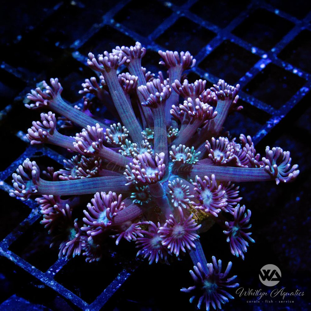 CoralAuction40_83ec7860-4219-480f-9183-a441f4888f1f.jpg