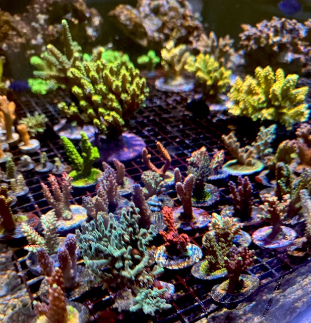 IMG_9658 Medium.jpeg