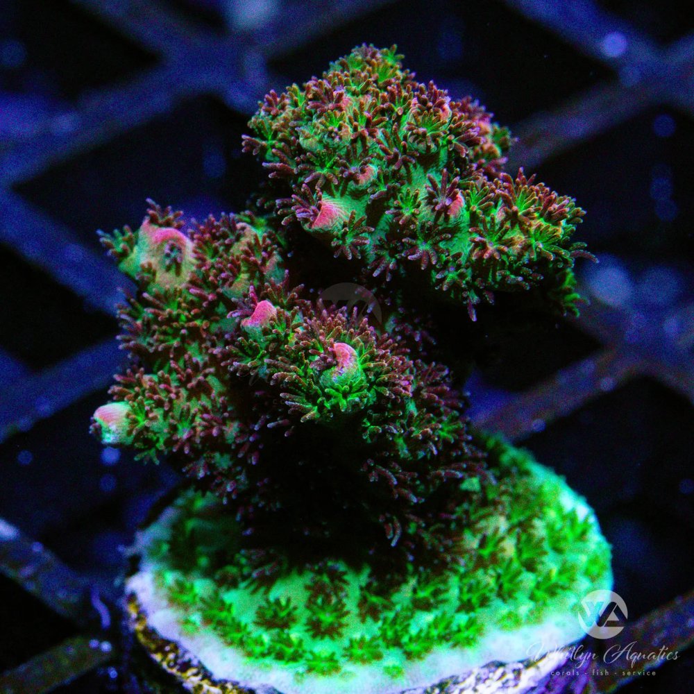 CoralAuction5_e7123228-e4dc-47fd-8307-4df64ad6838b.jpg CoralAuction5_e7123228-e4dc-47fd-8307-4df64ad6838b.jpg