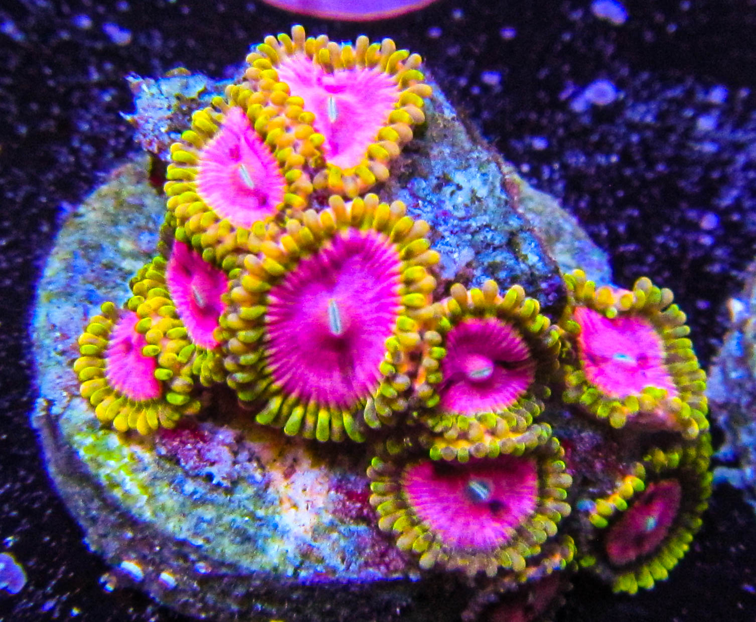 RR Pink Diamond Zoas 12.JPG