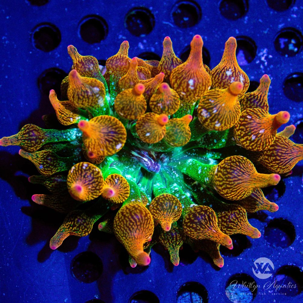 CoralAuction55_28bb413f-bd06-4de4-b6c0-59998506486b.jpg CoralAuction55_28bb413f-bd06-4de4-b6c0-59998506486b.jpg