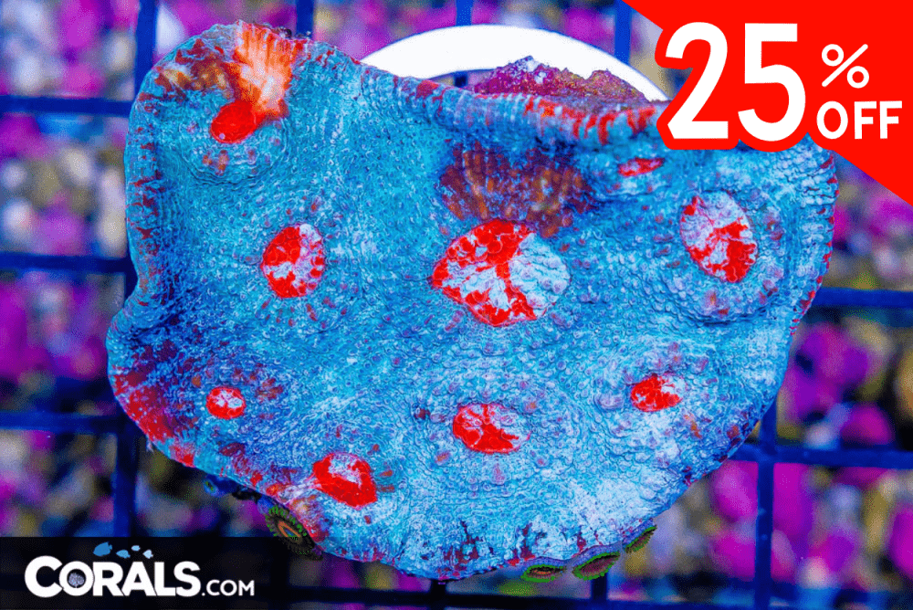 Untitled design(21) 4.03.10 PM.png