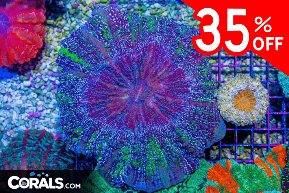 Untitled design(59).png