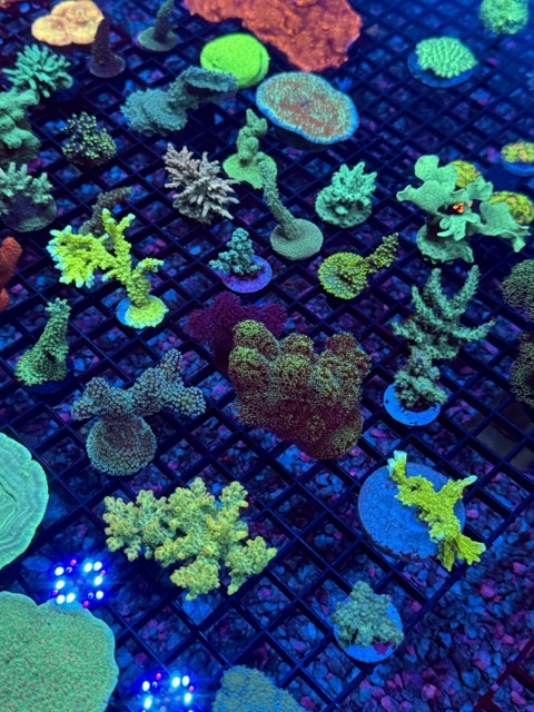 IMG_9656 Medium.jpeg