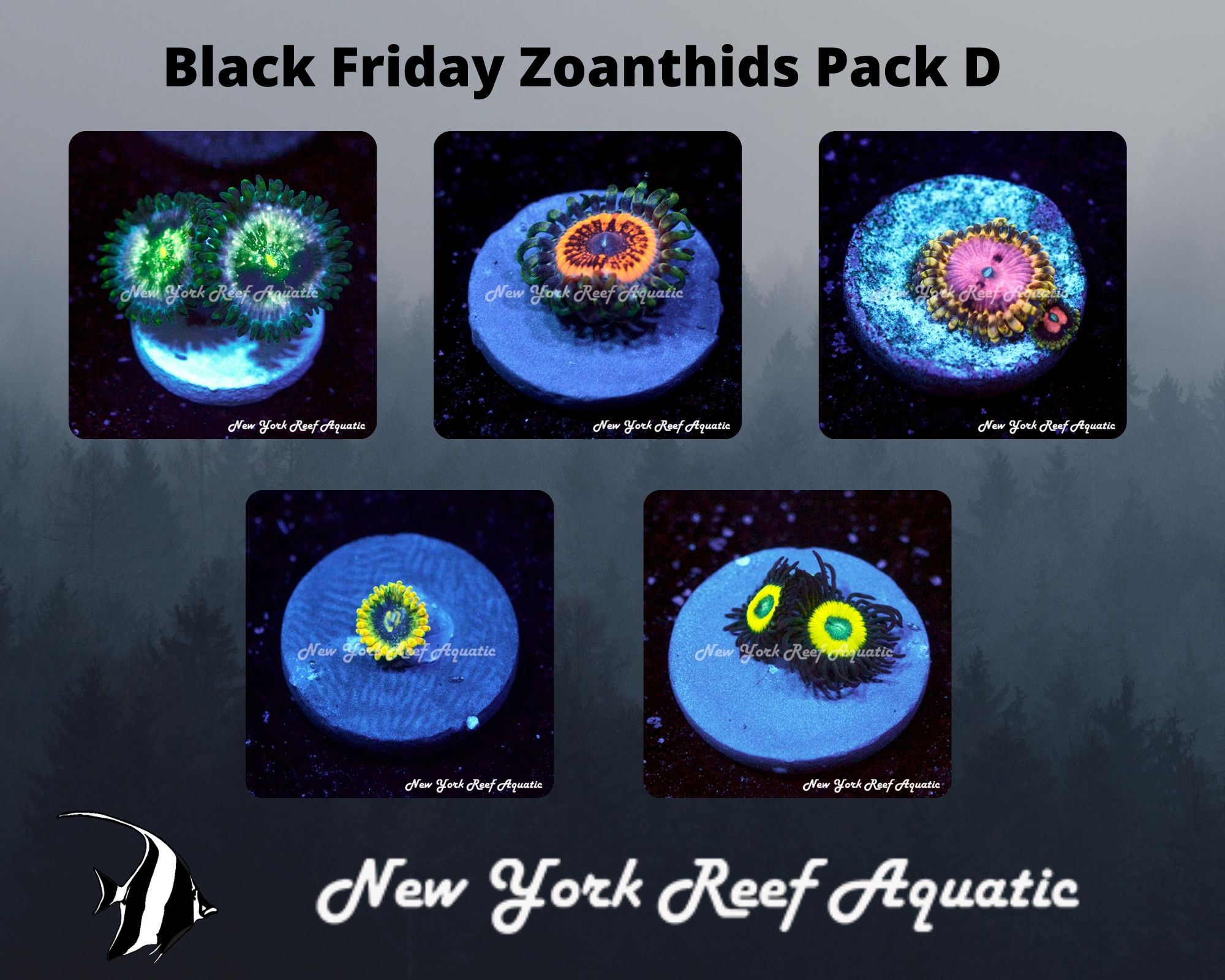 Zoanthids Pack D.jpg