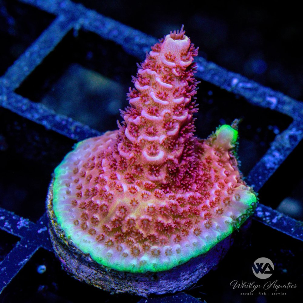 CoralAuction21_288de5df-9dc1-4b1f-846d-c2761ba23822.jpg CoralAuction21_288de5df-9dc1-4b1f-846d-c2761ba23822.jpg