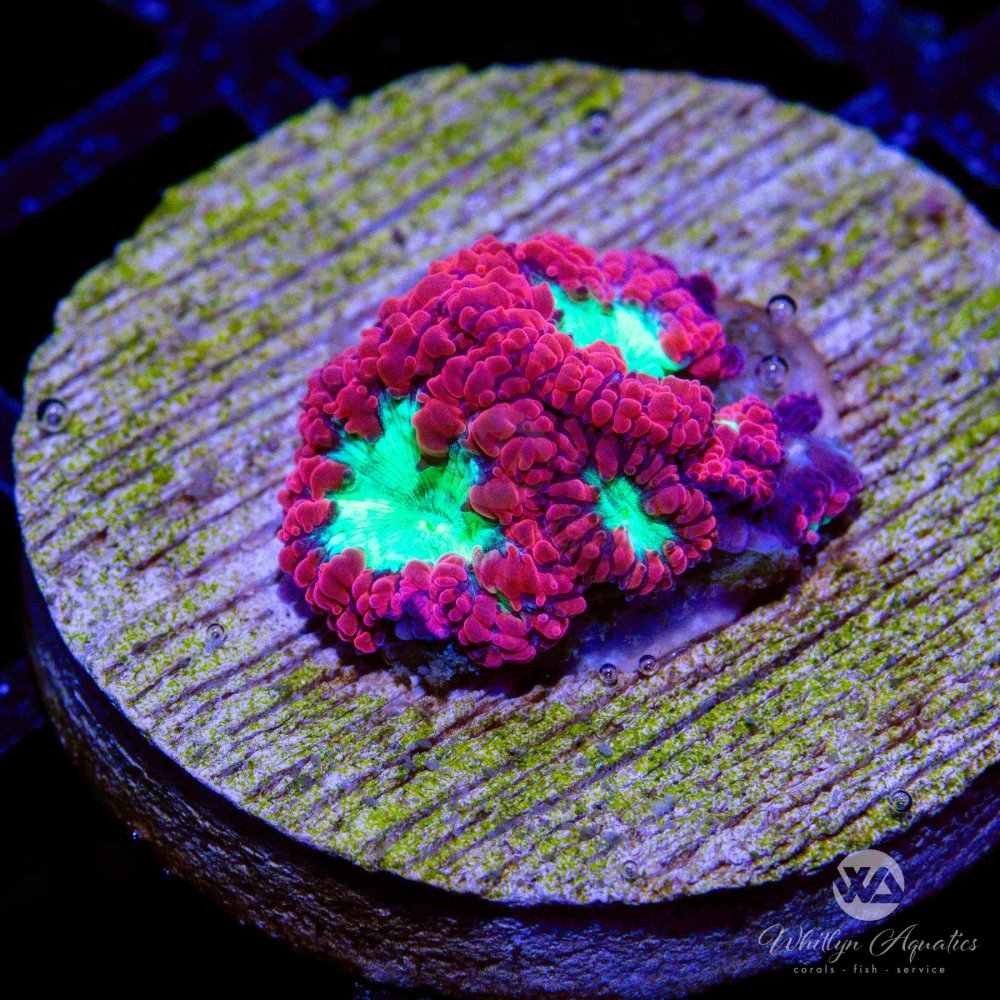 CoralAuction27_5cbd440b-98e9-4561-84e1-58c118cc715b.jpg CoralAuction27_5cbd440b-98e9-4561-84e1-58c118cc715b.jpg