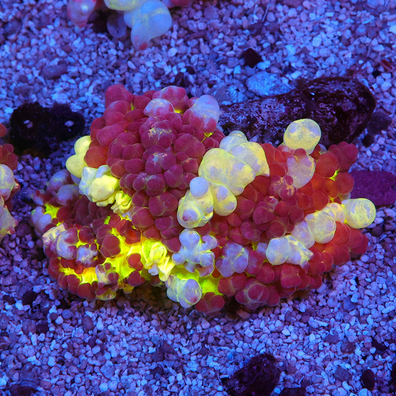 lg-0201-001_3cf93be2-ffdf-4fb9-b26f-b68deacd6105_900x.jpg lg-0201-001_3cf93be2-ffdf-4fb9-b26f-b68deacd6105_900x.jpg