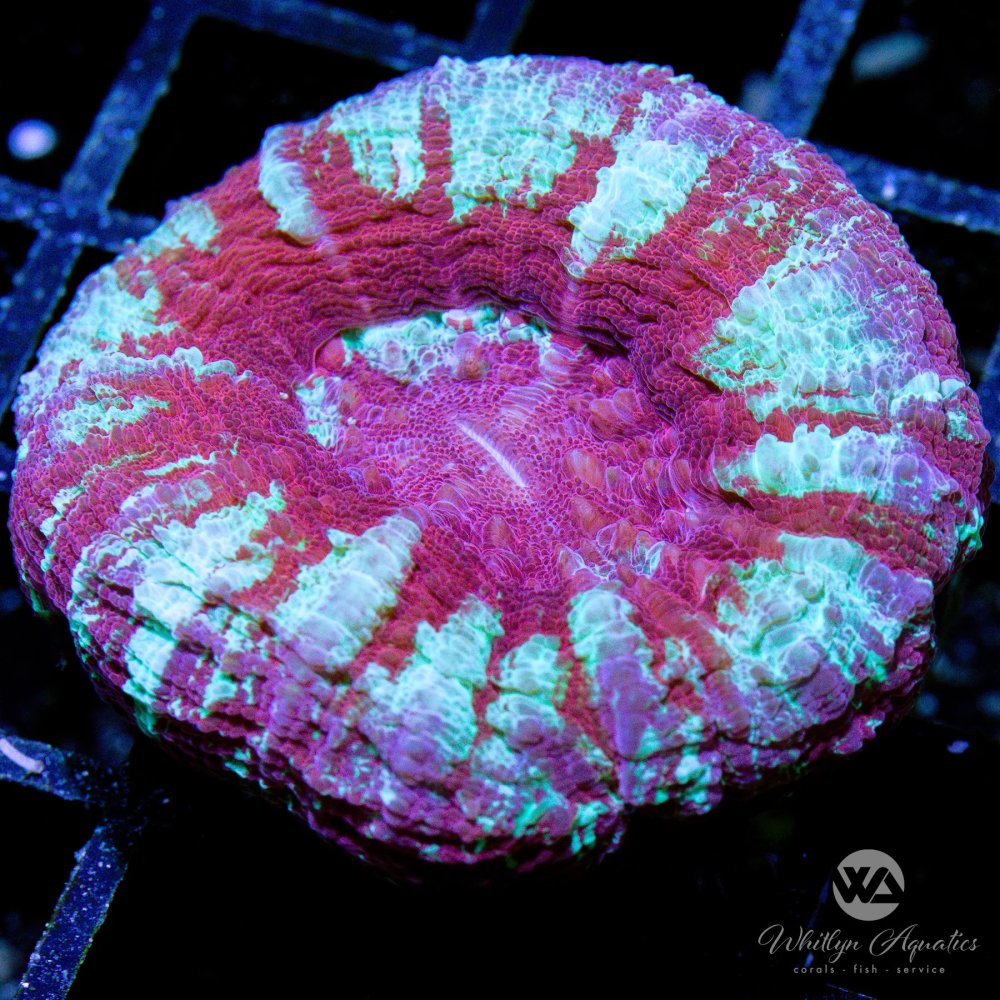 CoralAuction40_518bfcfd-4288-4f29-bfa2-f5e7a111110b.jpg CoralAuction40_518bfcfd-4288-4f29-bfa2-f5e7a111110b.jpg