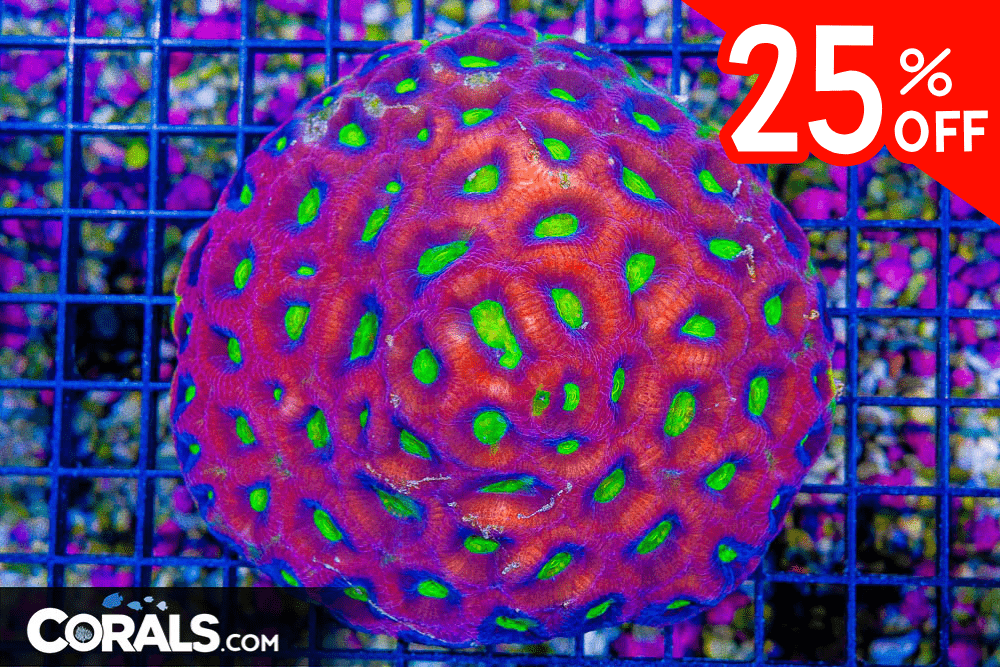 Untitled design(19) 4.03.10 PM.png