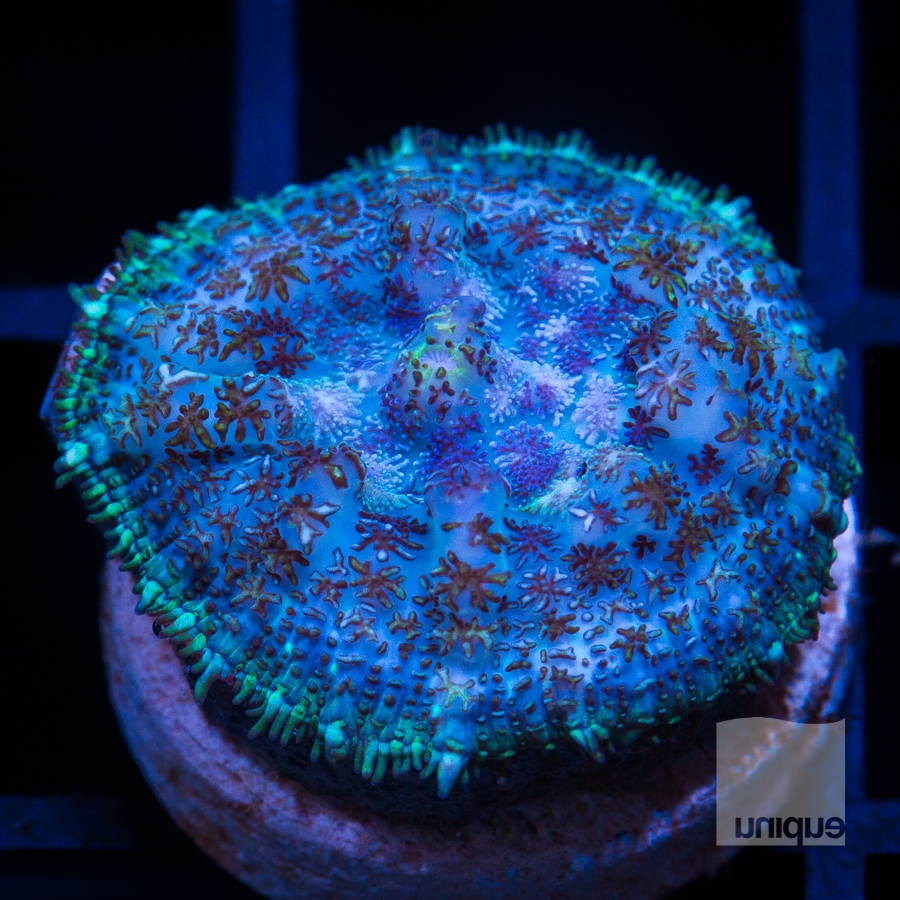 blue rhodactis 62 42.jpg