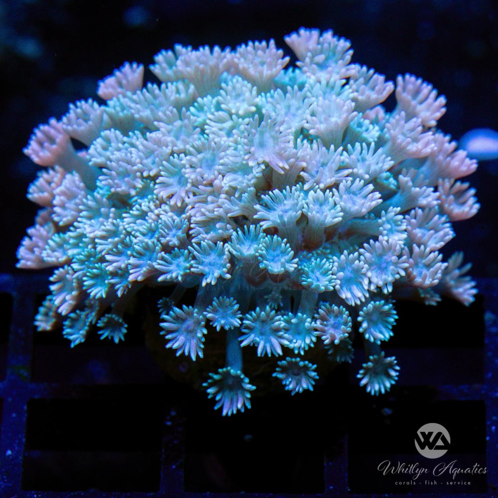 CoralAuction32_0045fcfd-9a5f-417d-a571-7356915313b3.jpg CoralAuction32_0045fcfd-9a5f-417d-a571-7356915313b3.jpg