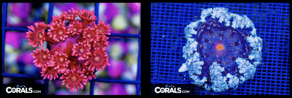 Screenshot 2026-03-02 at 3.52.52 PM.png