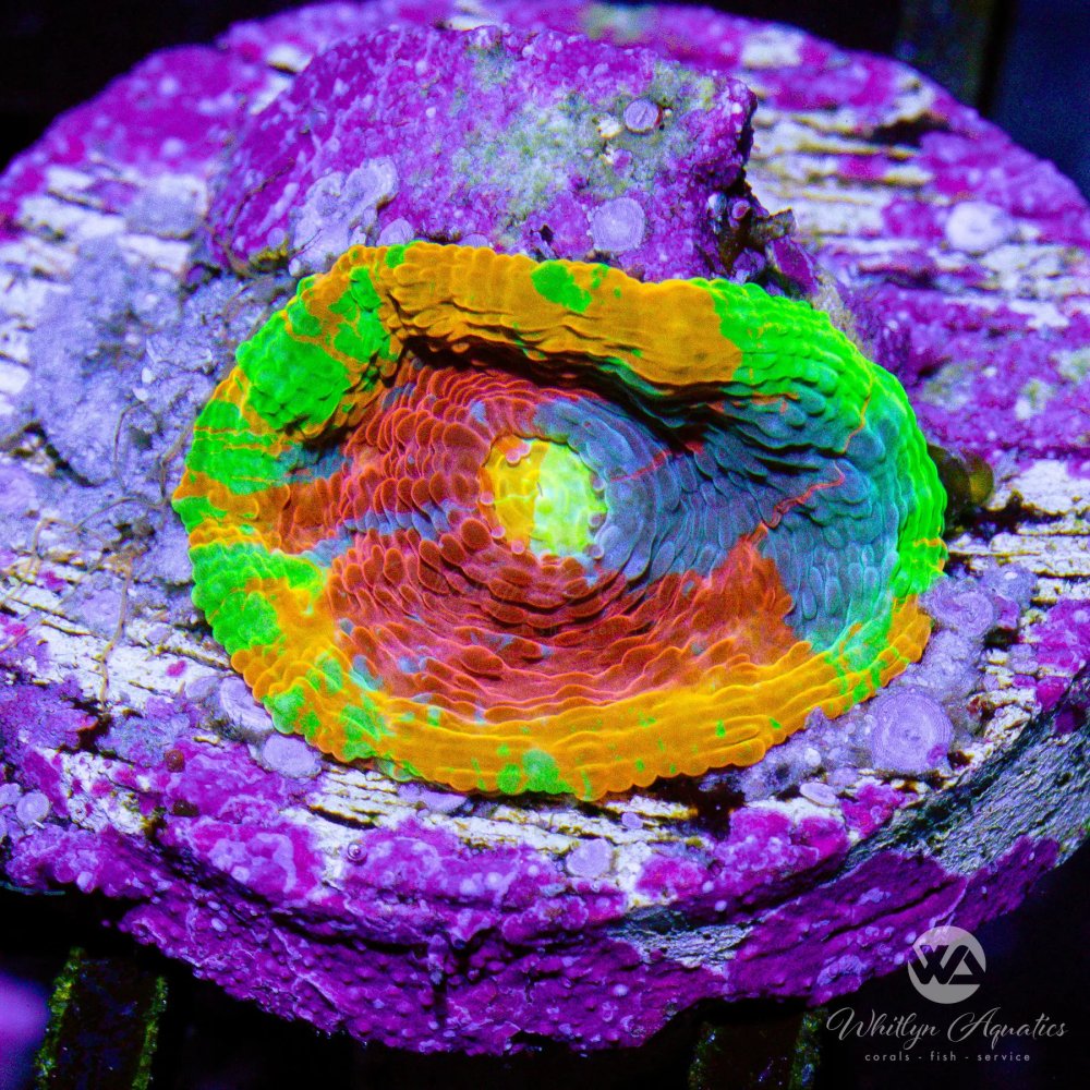 CoralAuction47_d8c9e20f-143d-4b31-bf9d-99514281e798.jpg CoralAuction47_d8c9e20f-143d-4b31-bf9d-99514281e798.jpg