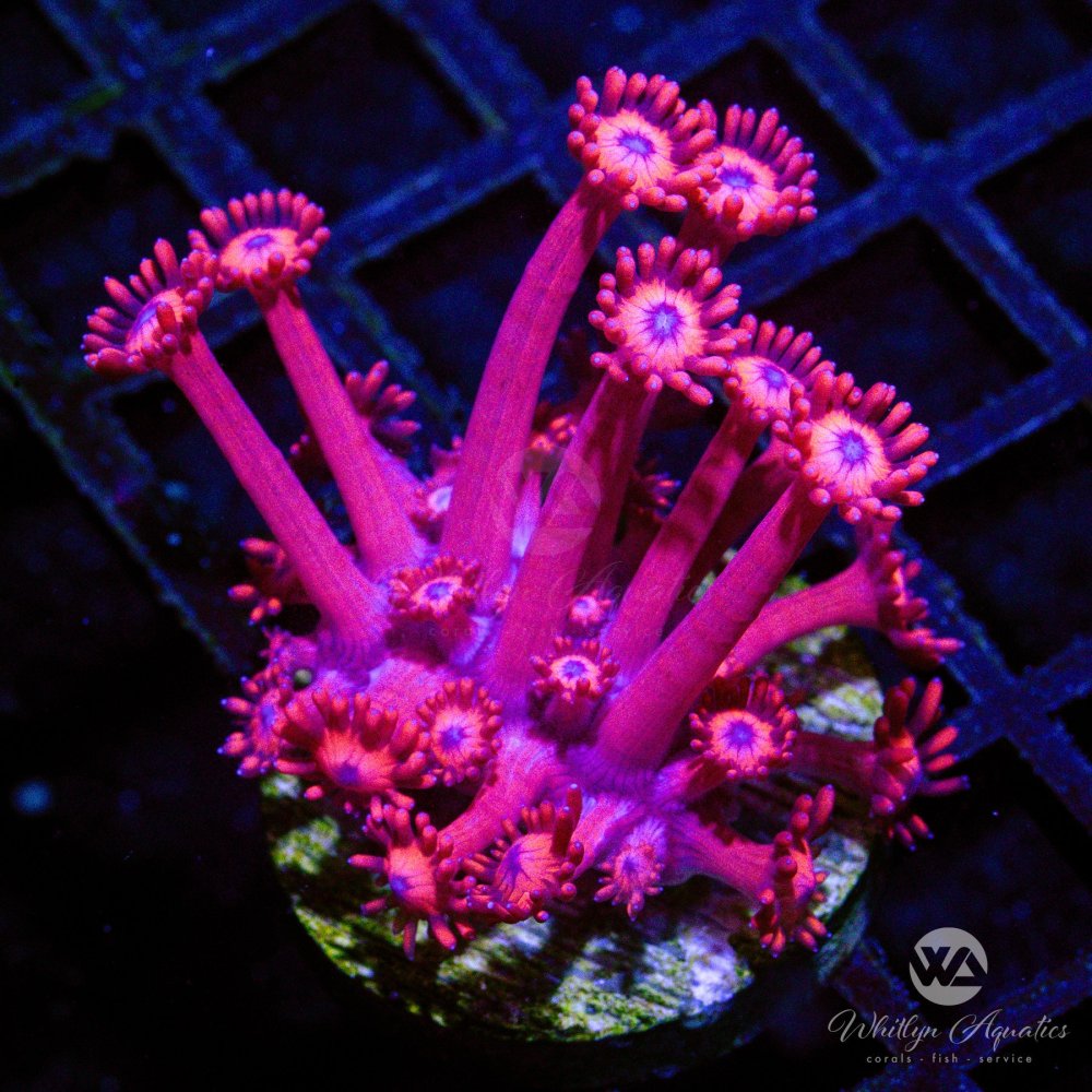 CoralAuction74.jpg