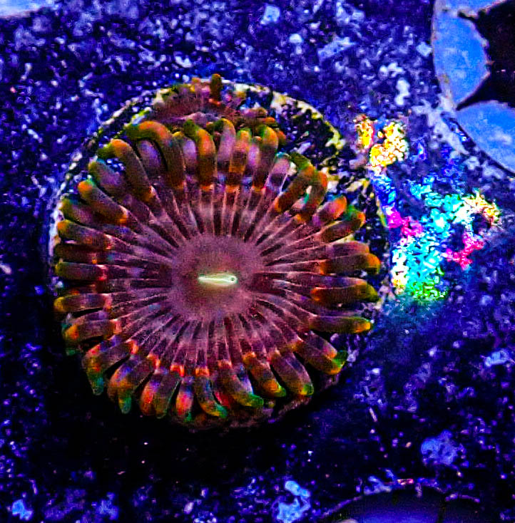 Fairy Fart Zoa -173.JPG