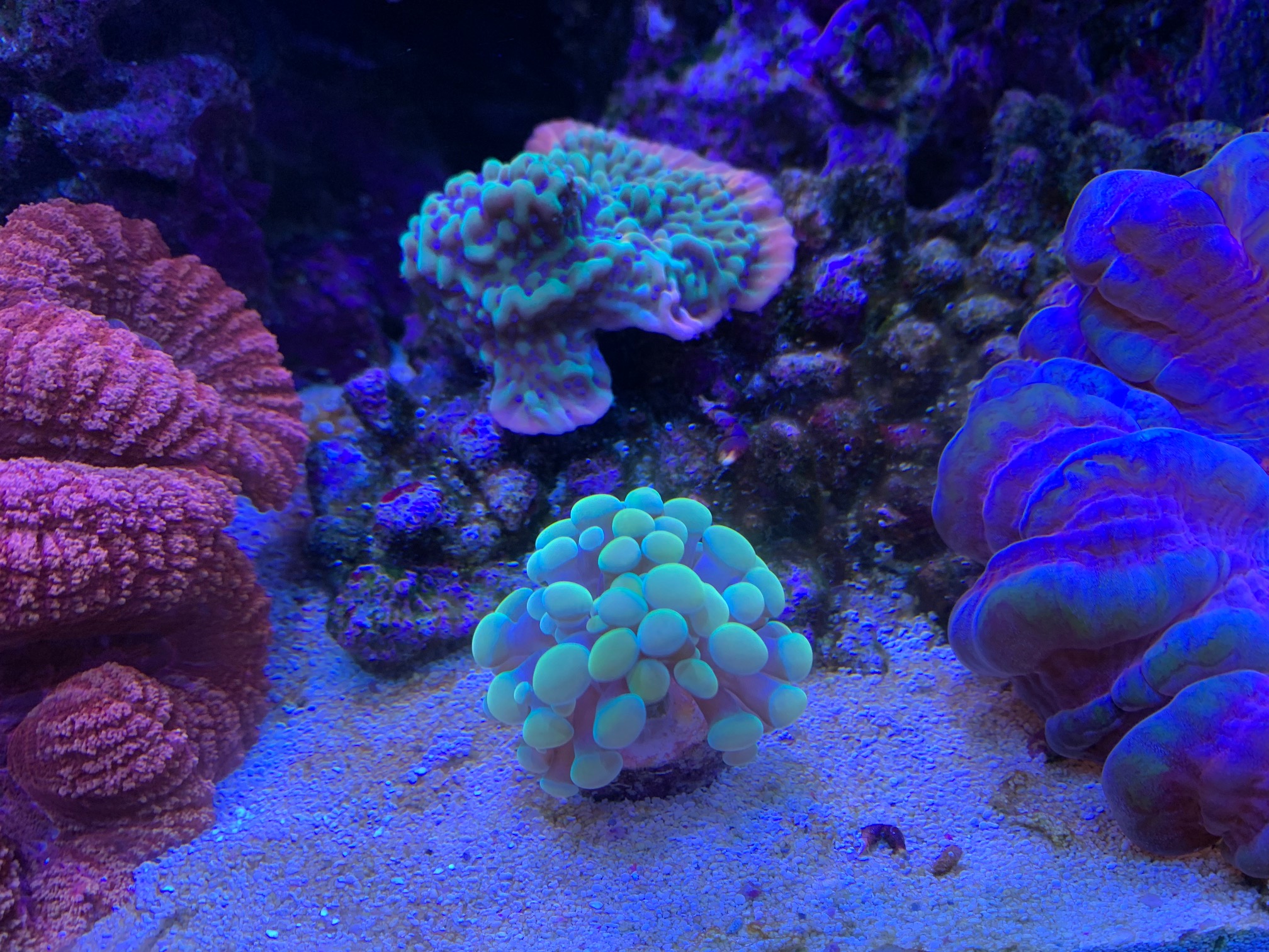 Ido gold hammer2.jpg