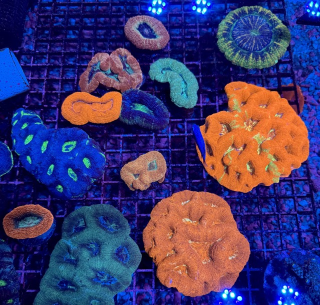 IMG_9646 Medium.jpeg