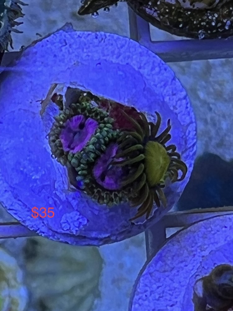 DFF2646C-7807-448D-8148-8496963E3954.jpeg