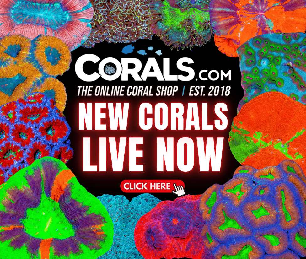 new coral(15).png