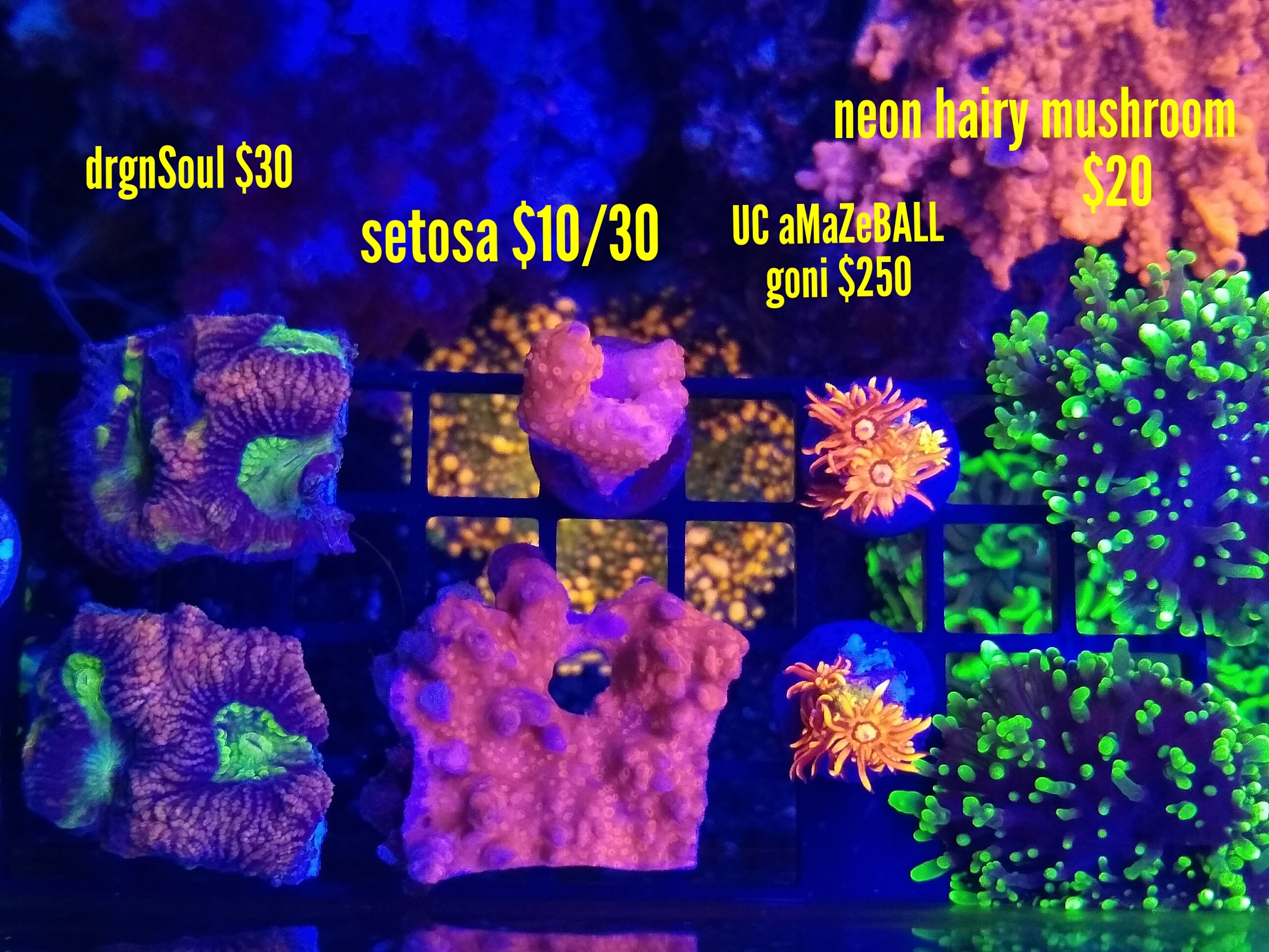 2020-03-31_15.57.33.jpg