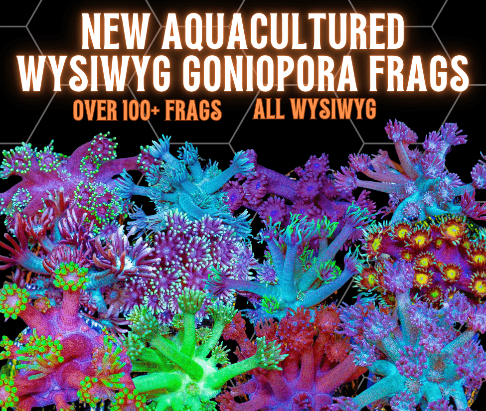 New Goni.png