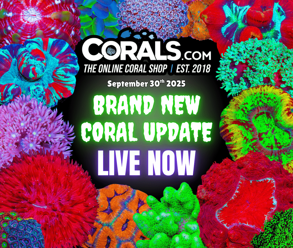 10.02 new coral.png