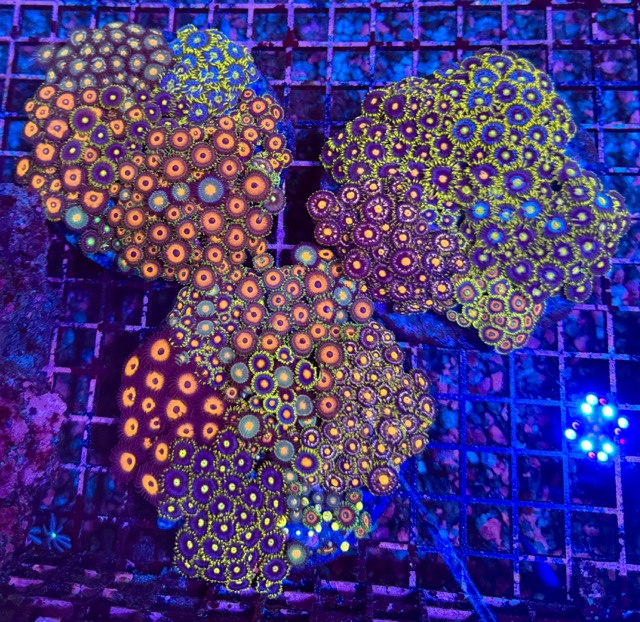 IMG_9650 Medium.jpeg