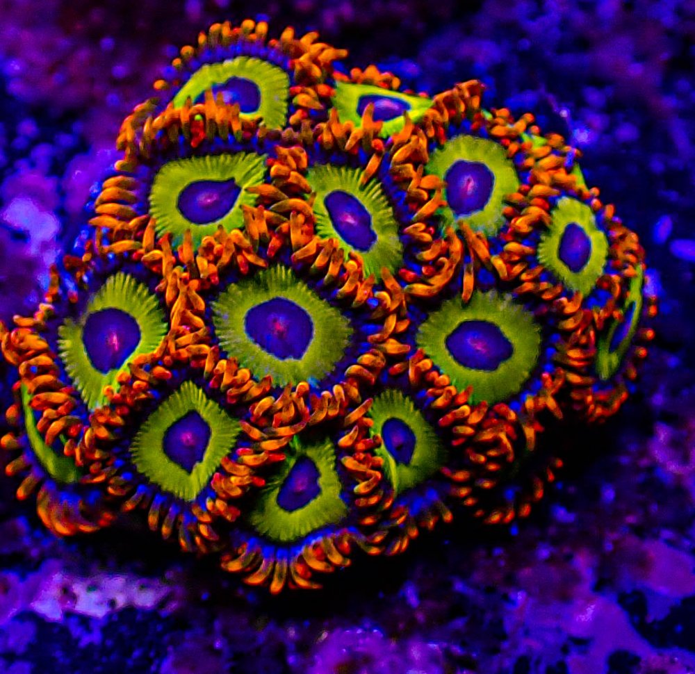 UC Fruitloop Zoas-170.JPG