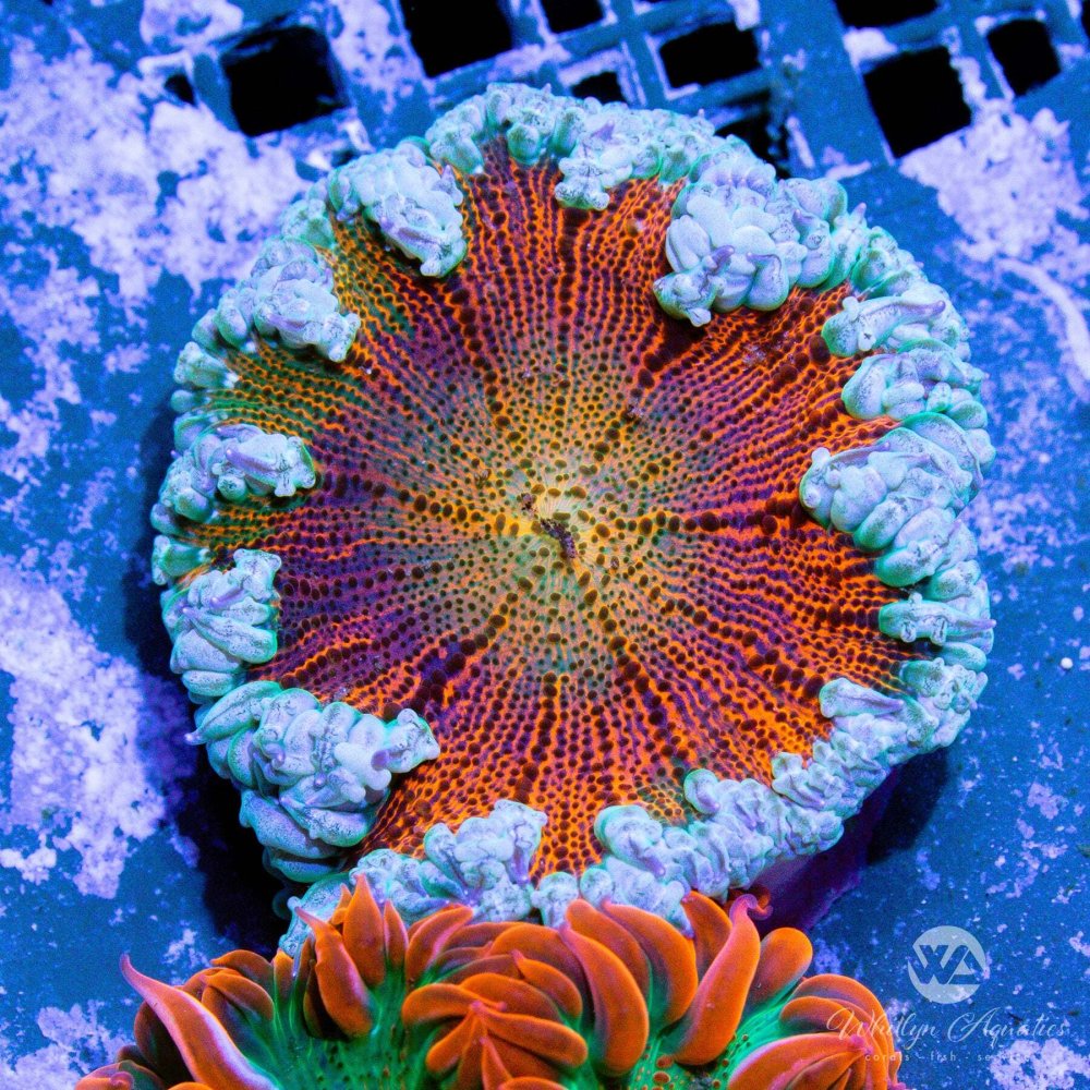 CoralAuction55_cb82cb44-d2d7-42ca-a356-f0051400f277 (1).jpg CoralAuction55_cb82cb44-d2d7-42ca-a356-f0051400f277 (1).jpg