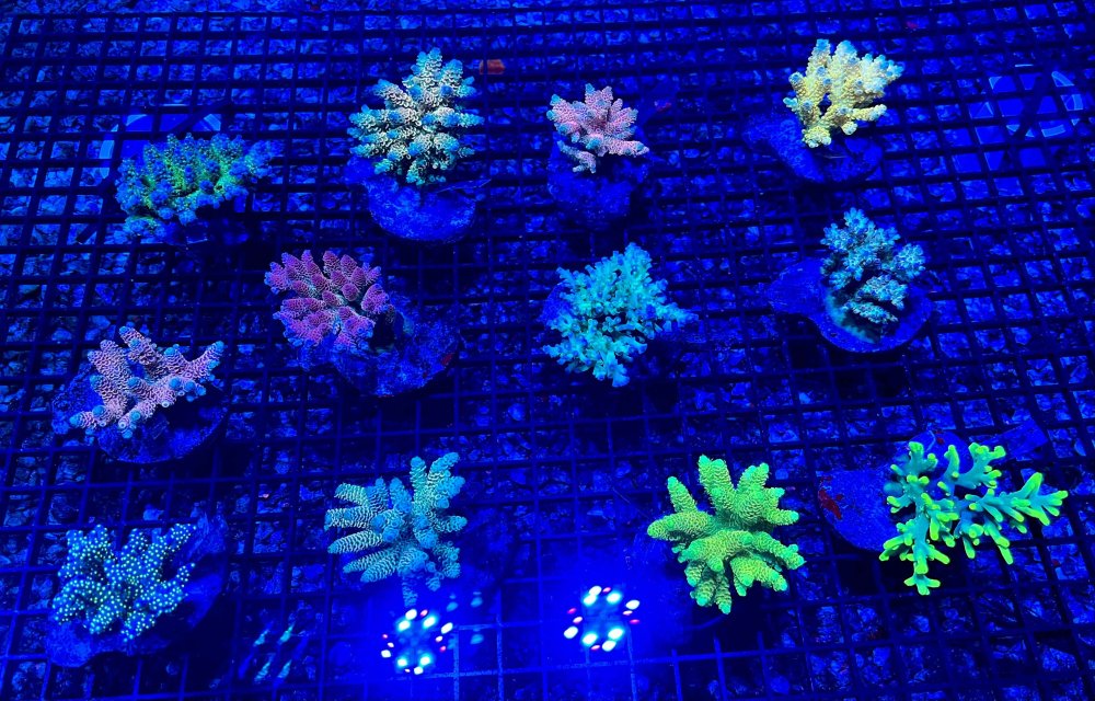 acro.blue.group.edited.jpg acro.blue.group.edited.jpg