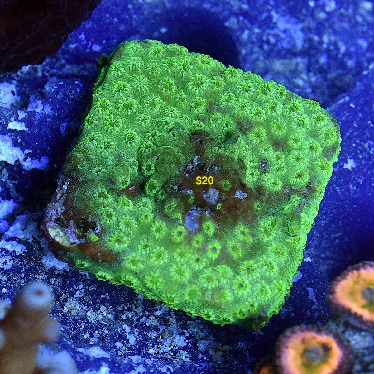 DSC_5252.JPG