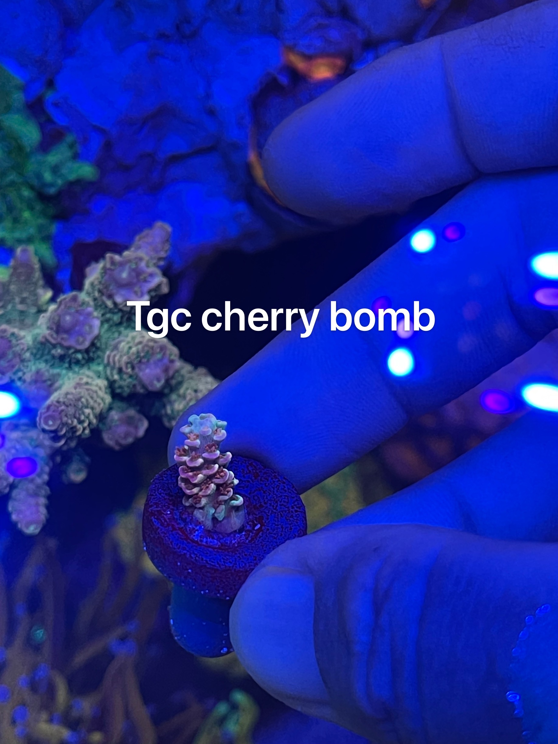911085C0-EFE3-4519-AA10-8C832025D3C2.jpeg
