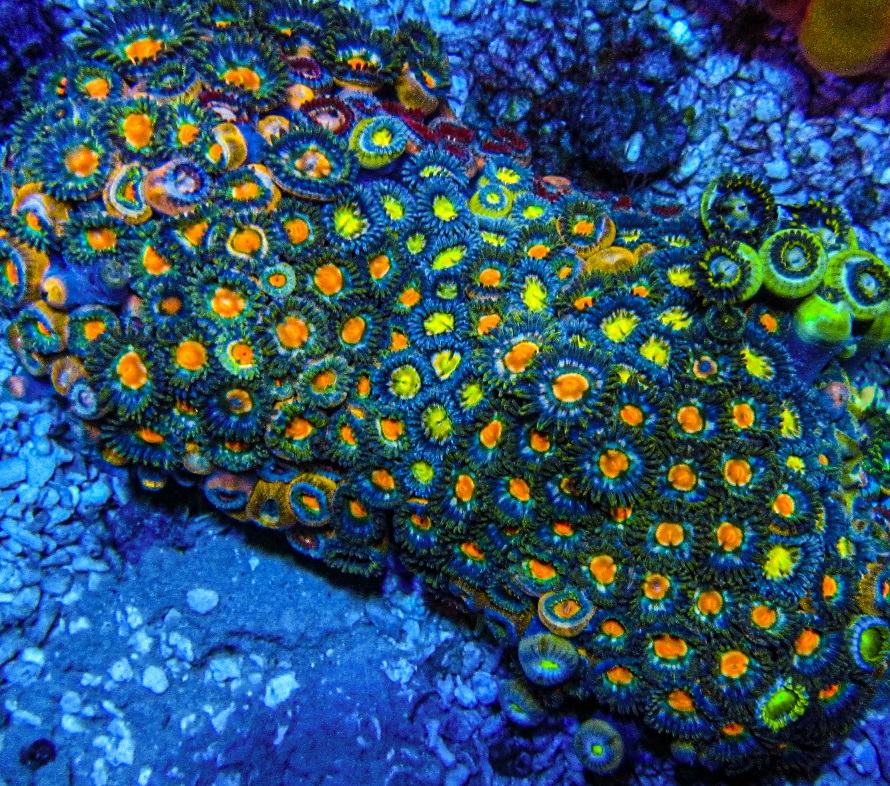 XLG Ultra Zoa Colony_3387.JPG