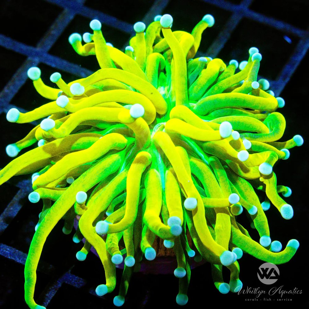 CoralAuction41_c3405854-67e7-450d-905d-9a74750b4758.jpg CoralAuction41_c3405854-67e7-450d-905d-9a74750b4758.jpg