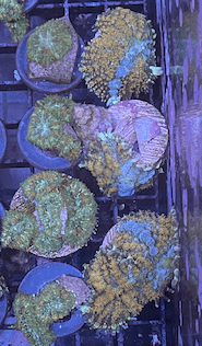 1605379230082.png