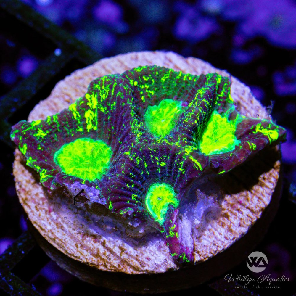 CoralAuction15_1d868610-b352-43df-9d6d-4b94cb1e6b81.jpg CoralAuction15_1d868610-b352-43df-9d6d-4b94cb1e6b81.jpg