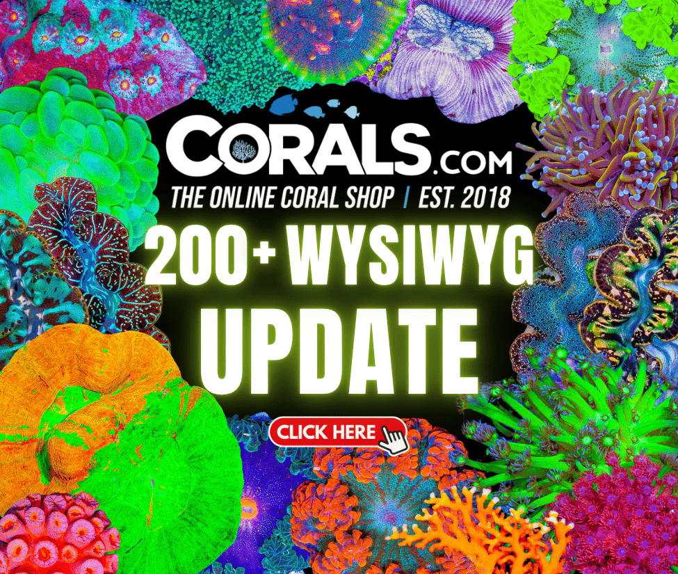 new coral(14).png